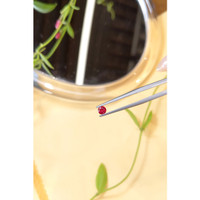 0.25 Ct. Ruby from Mozambique Life Style