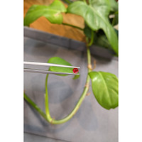 0.41 Ct. Ruby from Thailand Life Style