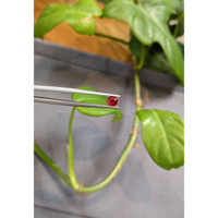 0.61 Ct. Ruby from Thailand Life Style