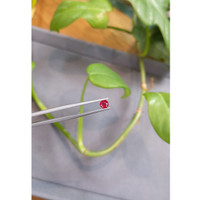 0.54 Ct. Ruby from Thailand Life Style
