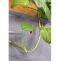 0.45 Ct. Ruby from Mozambique Life Style