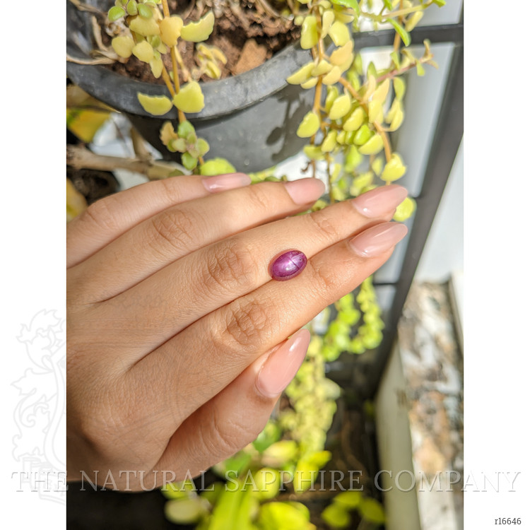 4.64 Ct. Purplish Red Star Ruby from Mozambique
