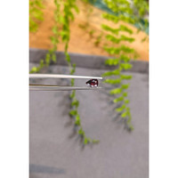 0.54 Ct. Purplish Red Ruby from Mozambique Life Style