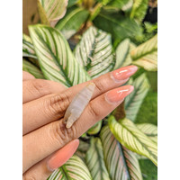 17.84 Ct. Bi Color Rough Sapphire from Ceylon (Sri Lanka) Life Style