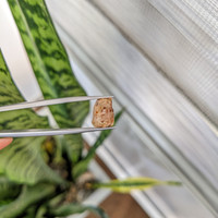 10.45 Ct. Brown Sapphire Crystal from Ceylon (Sri Lanka) Life Style