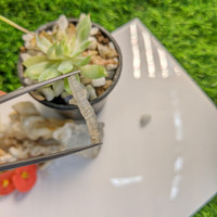 5.77 Ct. Grey Sapphire Crystal from Ceylon (Sri Lanka) Life Style