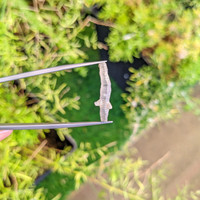 5.77 Ct. Grey Sapphire Crystal from Ceylon (Sri Lanka) Life Style