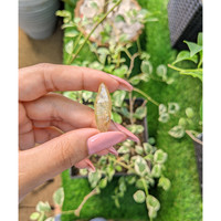 24.44 Ct. Yellow Sapphire Crystal from Ceylon (Sri Lanka) Life Style