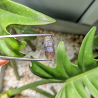 15.24 Ct. Blue Sapphire Crystal from Ceylon (Sri Lanka) Life Style