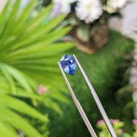 1.68 Ct. Blue Sapphire from Ceylon (Sri Lanka) Life Style