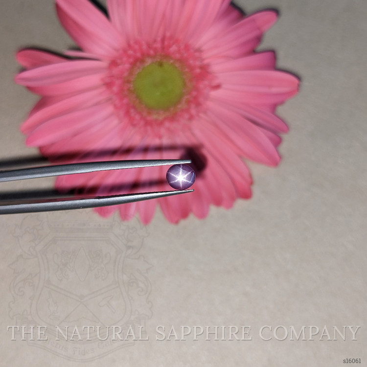 1.01 Ct. Purple Star Sapphire from Ceylon (Sri Lanka)