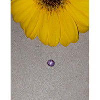 1.01 Ct. Purple Star Sapphire from Ceylon (Sri Lanka) Life Style