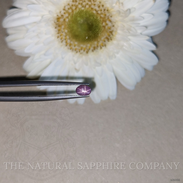 0.72 Ct. Purple Star Sapphire from Ceylon (Sri Lanka)