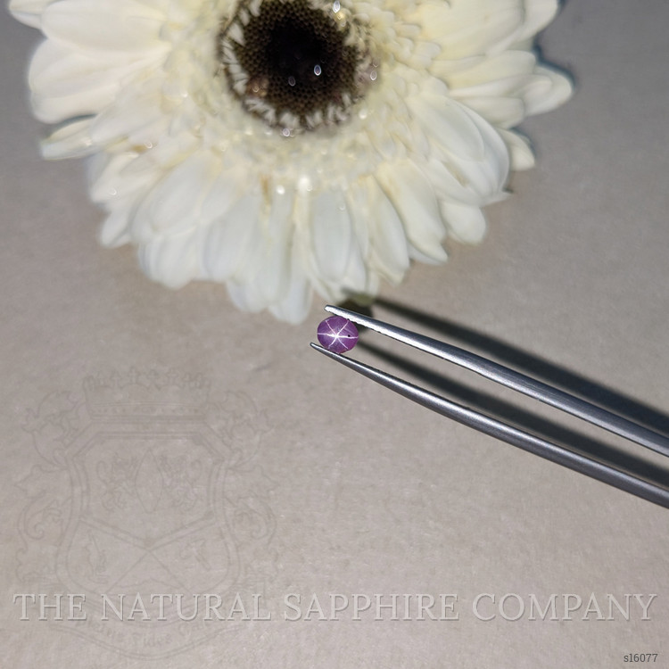0.63 Ct. Purple Star Sapphire from Ceylon (Sri Lanka)