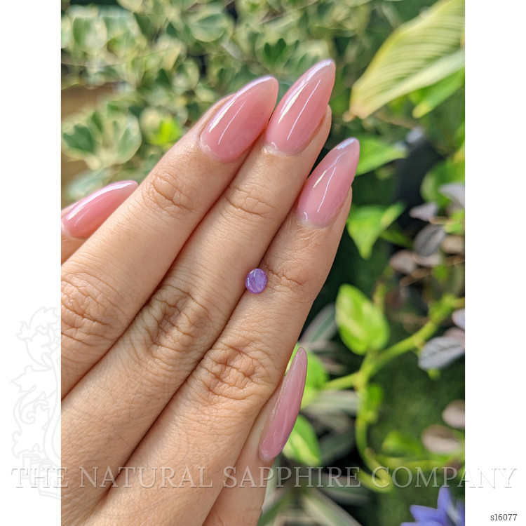 0.63 Ct. Purple Star Sapphire from Ceylon (Sri Lanka)