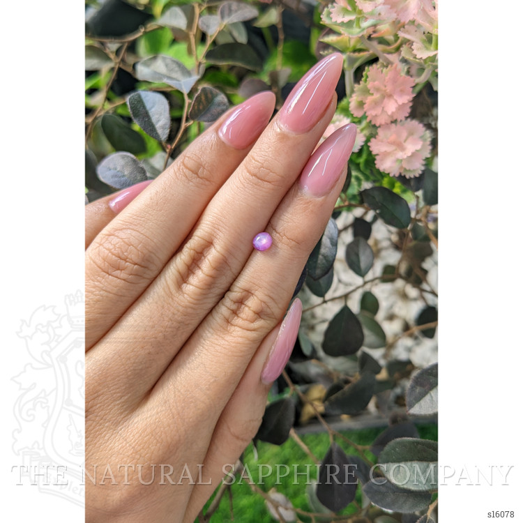 0.60 Ct. Purple Star Sapphire from Ceylon (Sri Lanka)