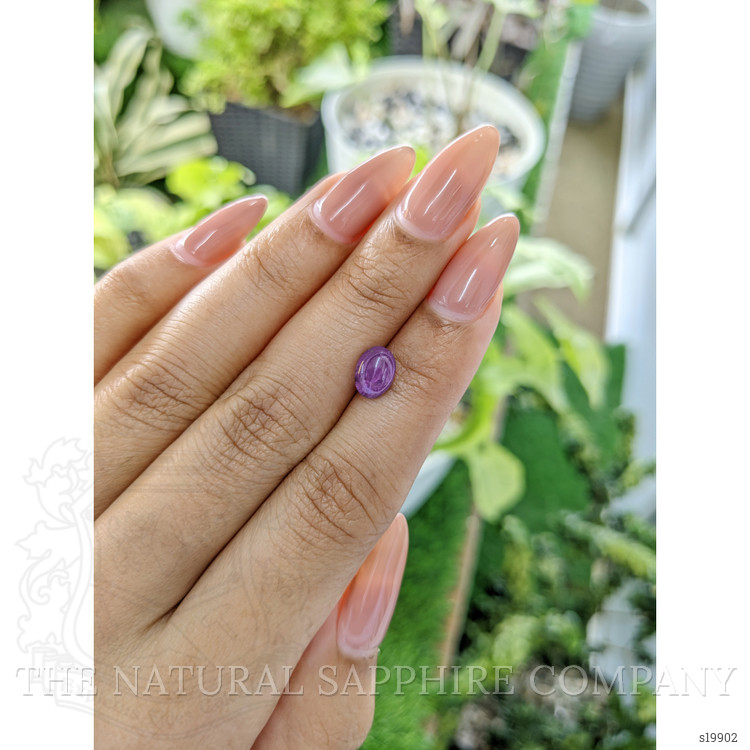 1.90 Ct. Purple Star Sapphire from Ceylon (Sri Lanka)