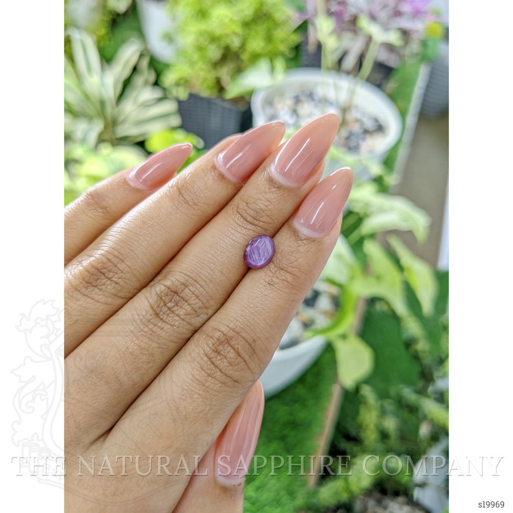 1.62 Ct. Pinkish Purple Star Sapphire from Ceylon (Sri Lanka)