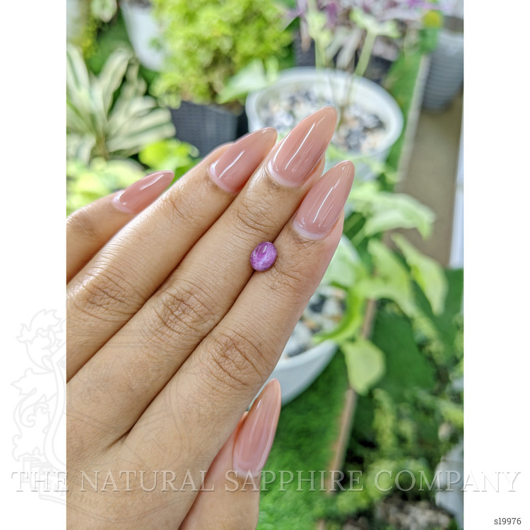1.22 Ct. Purple Star Sapphire from Ceylon (Sri Lanka)