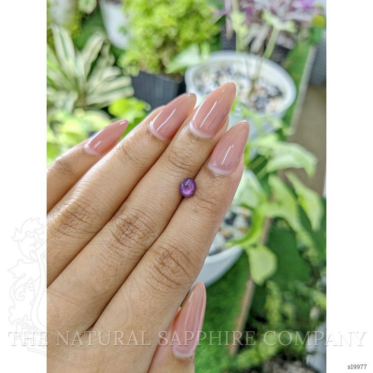 1.23 Ct. Purple Star Sapphire from Ceylon (Sri Lanka)