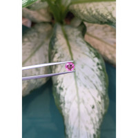1.02 Ct. Pink Sapphire from Ceylon (Sri Lanka) Life Style