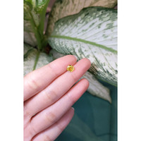 1.15 Ct. Yellow Sapphire from Ceylon (Sri Lanka) Life Style