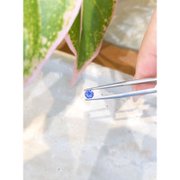 0.46 Ct. Blue Sapphire from Ceylon (Sri Lanka) Life Style