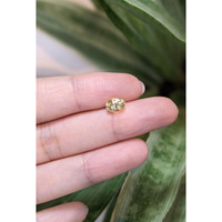 1.56 Ct. Yellow Sapphire from Ceylon (Sri Lanka) Life Style