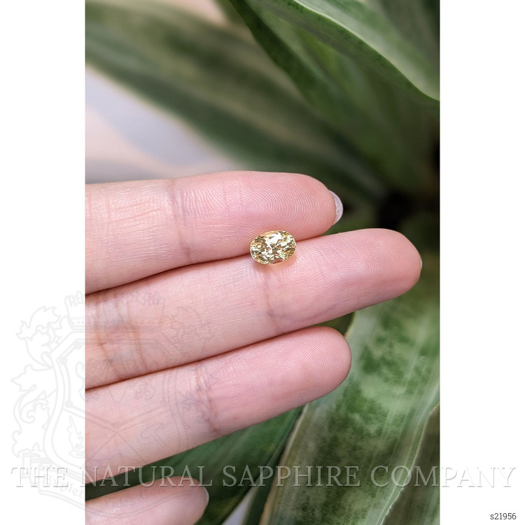 1.56 Ct. Yellow Sapphire from Ceylon (Sri Lanka)