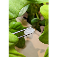 8.20 Ct. White Rough Sapphire from Ceylon (Sri Lanka) Life Style