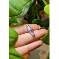 5.88 Ct. Bi Color Rough Sapphire from Ceylon (Sri Lanka) Life Style