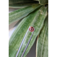 1.57 Ct. Padparadscha Sapphire from Ceylon (Sri Lanka) Life Style
