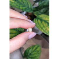 2.77 Ct. Yellow Star Sapphire from Burma (Myanmar) Life Style