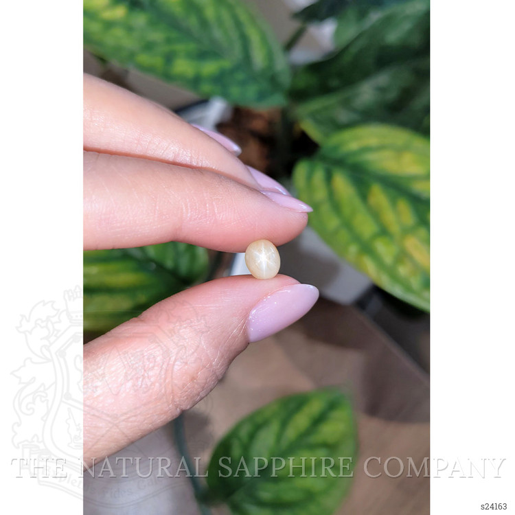 2.77 Ct. Yellow Star Sapphire from Burma (Myanmar)