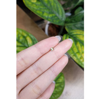 0.28 Ct. Bi Color Sapphire from Madagascar Life Style