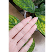 0.47 Ct. Bi Color Sapphire from Madagascar Life Style