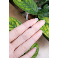 0.48 Ct. Bi Color Sapphire from Madagascar Life Style