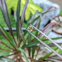 1.25 Ct. Bi Color Sapphire from Ceylon (Sri Lanka) Life Style