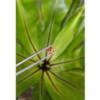 1.87 Ct. Orange Sapphire from Ceylon (Sri Lanka) Life Style