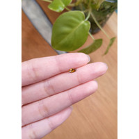 0.32 Ct. Bi Color Sapphire from Montana Life Style