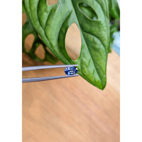 1.00 Ct. Blue Sapphire from Ceylon (Sri Lanka) Life Style