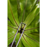 1.14 Ct. Green Sapphire from Ceylon (Sri Lanka) Life Style