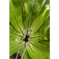 1.04 Ct. Green Sapphire from Ceylon (Sri Lanka) Life Style