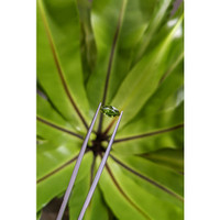 0.97 Ct. Green Sapphire from Ceylon (Sri Lanka) Life Style