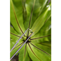 1.16 Ct. Green Sapphire from Ceylon (Sri Lanka) Life Style