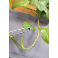 0.50 Ct. Blue Sapphire from Madagascar Life Style