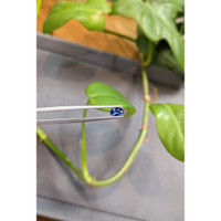 0.51 Ct. Blue Sapphire from Madagascar Life Style