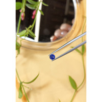 0.54 Ct. Blue Sapphire from Ceylon (Sri Lanka) Life Style