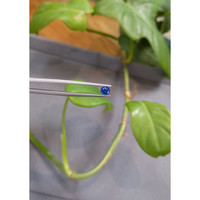 0.71 Ct. Blue Sapphire from Ceylon (Sri Lanka) Life Style