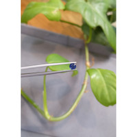 0.53 Ct. Blue Sapphire from Madagascar Life Style